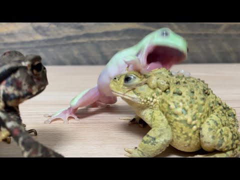 Small but powerful 🐸 Michael vs Godzilla [Australian green toad & green toad & stream toad]