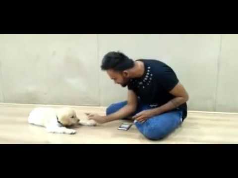 Yashwanth Master funny with dog Reno