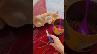 Download lagu Giving a cat a shot in the butt vs. giving a rabbit a shot in the butt #shorts mp3 Download lagu Giving a cat a shot in the butt vs. giving a rabbit a shot in the butt #shorts mp3