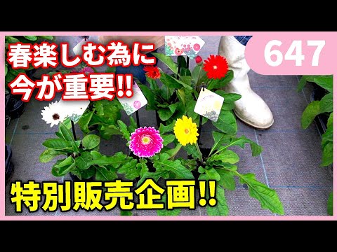 ガーベラ ガルビネア 'スウィート グロー'