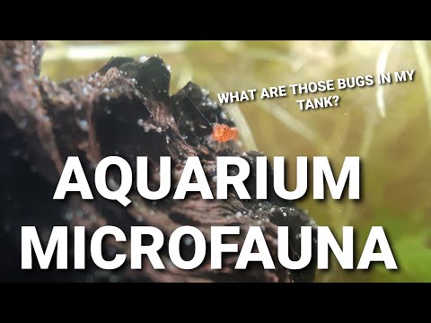 What Are Those Little Bugs And Worms In Your Aquarium? - Common Aquarium Micro Fauna