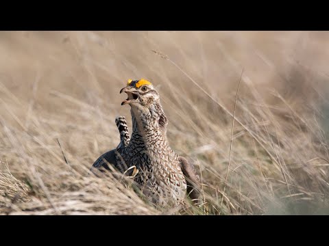 2019 Grouse and Partridge Season Preview - NDGNF - 09-05-19