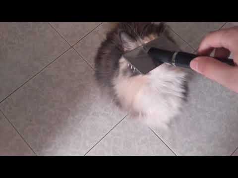 Iza the Norwegian Forest Cat wants a head brush