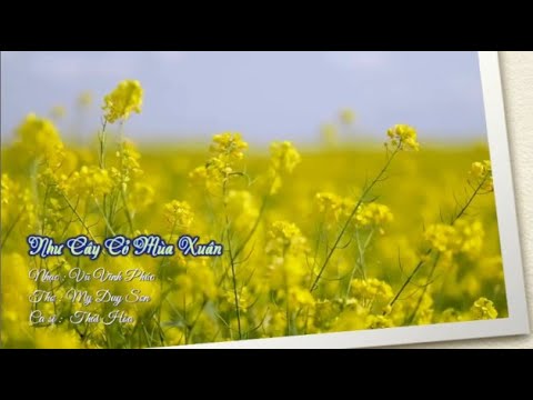 Như cây cỏ mùa xuân - Thái Hòa