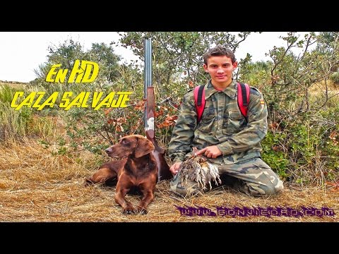 CAZA de CODORNICES con Kai #3 | QUAIL HUNTING | HD |