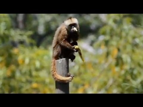 Story of woman 'raised by monkeys' - exclusive