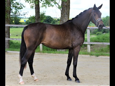 Feline von Worrenberg, CH, 6.2017, Franziskus x De Niro am Feldtest