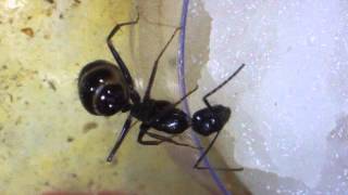 preview picture of video 'Camponotus aethiops licking sugar'