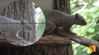 Pest Control with Air Rifles - Squirrel Shooting - 2016 Archive