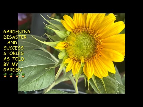 GARDENING DISASTER AND SUCCESS STORIES TOLD BY MY GARDEN🐛#LETSSHAREOURPLANTSUCCESSORDISASTERSTORIES