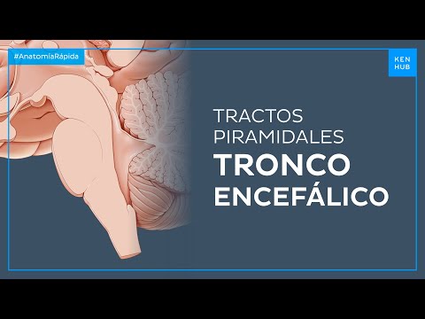 Tronco encefálico - Anatomía Fácil | Kenhub