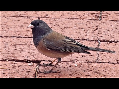 Dark-eyed Junco Bird - Song and Call