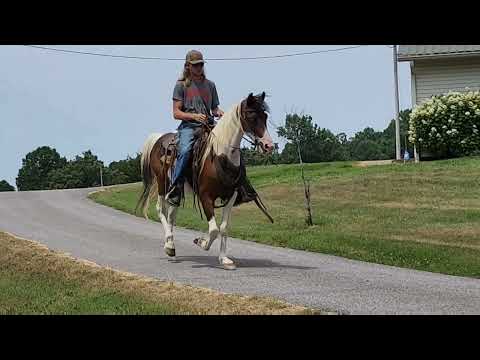 Mr. Bojangles bay and white tobiano gaited gelding for sale in Kentucky