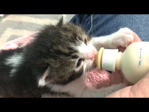Bottle Feeding Kitten & Kittens Will Nap Anywhere - Nursery #34