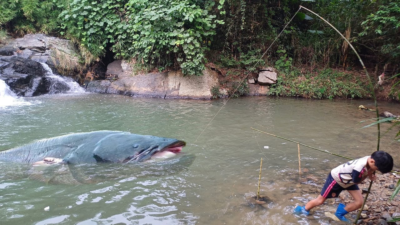 Upland boy Duong suddenly caught many big fish in the stream