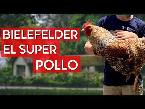 , title : 'Gallina Bielefelder 🐔 Raza de autosexado conocido como el super pollo aleman'