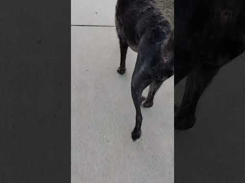 Cookies leg after surgery