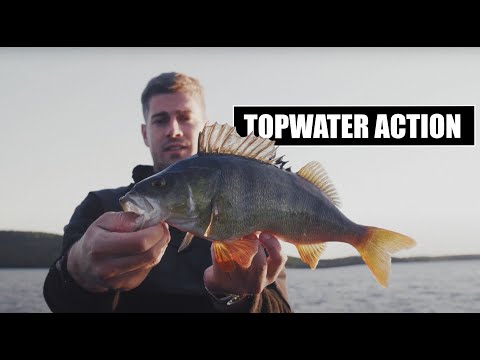 Dieser See ist VOLL mit BARSCH! Perch Pro 7 - die Vorbereitung.