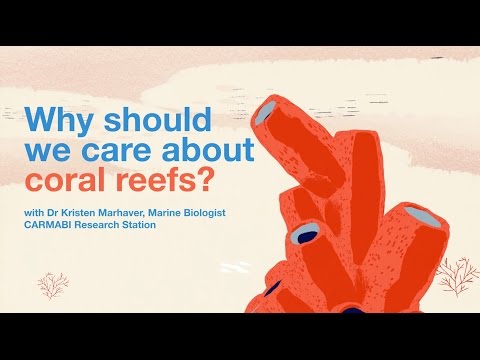 Why should we care about coral reefs?