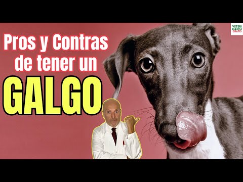 🎁 PROS AND CONS OF OWNING A GREYHOUND 🎁