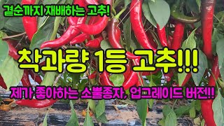 제가 좋아하는 소뿔 종자 업그레이드 버전!! 착과량이 정말 좋은 고추!! 고추 농사 잘 짓는 법 대공개!!