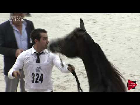 N 324 D ELYAS   Sharjah International 2019