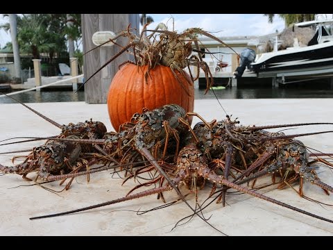 Florida Lobster Ceviche Recipe- Halloween Lobster Crawl!!!