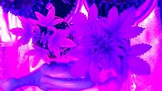 432 COB Light by Twilight Group