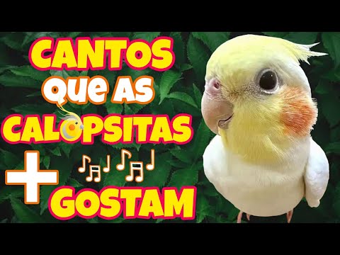 Os 4 CANTOS que as CALOPSITAS Mais gostam e aprendem! Top 4 CANTOS que Elas Adoram! 🎶🦜