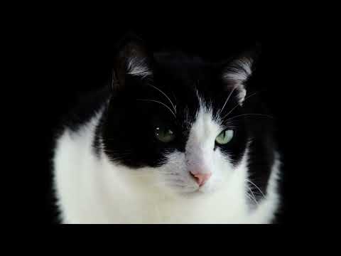 #kids g place cute cat#beautiful cat@ funny cat#