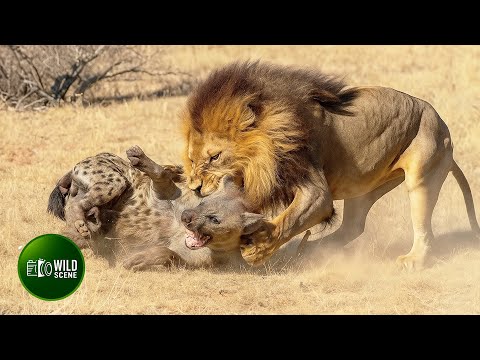 Most Terrifying Lion Attacks on Earth Ever Recorded | Animal Fights
