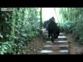 Troop of Gorillas visit a camp 