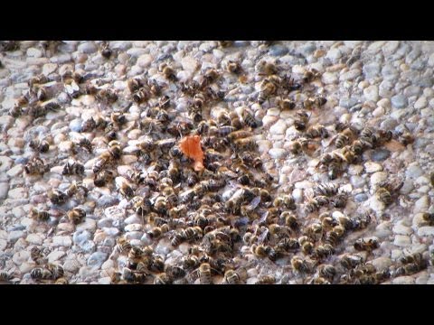 Pomor čebel v Prlekiji