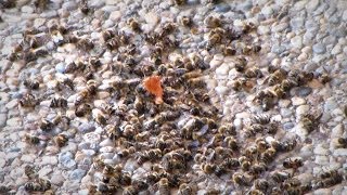 Pomor čebel v Prlekiji