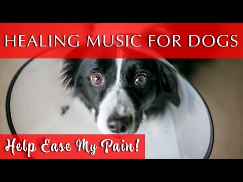 Healing Music for Dogs and Humans | Ease the Pain!