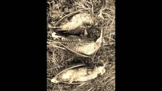 Woodcock hunting Ireland December 2015