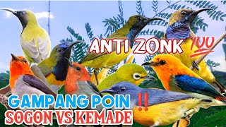 Download lagu Gampang Manggil 💯 || Suara Pikat Burung Sogon Vs Cit Kemade Ampuh Poin Jantan‼️ mp3