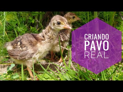 , title : 'Como Criar un Pavo Real en Casa Como Mascota/ Peacock/Pavão'