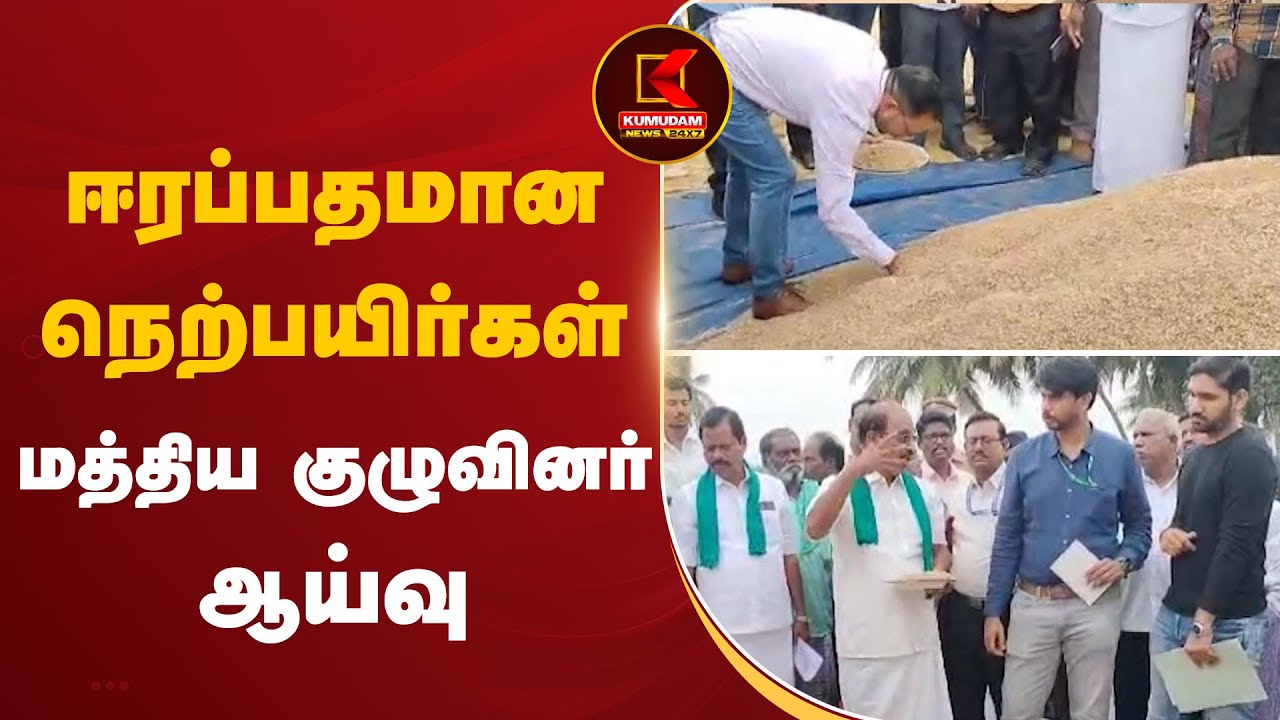 ஈரப்பதமான நெற்பயிர்கள்.. மத்திய குழுவினர் ஆய்வு