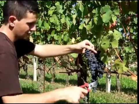 Vendemmia dolcetto a Calosso (AT)