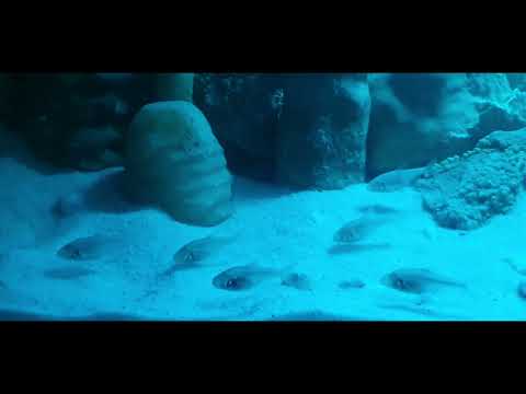 337.Slepczyk jaskiniowy -Astyanax mexicanus