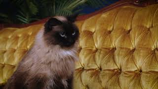 Petmeds One life or nine, make them the best they can be!