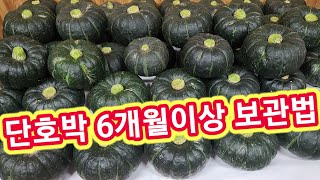 호박따자마자 던지면 금방썩는 이유~호박 6개월이상 보관하는방법 미니밤단호박 보우짱 단호박농사,키우기,재배방법…