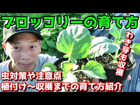 園芸 アンディーブ、ブリュッセルチコリ、シコン