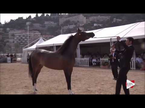 N.55 PIACOLLA - Menton 2015 - Fillies 3 years old (Class 3)
