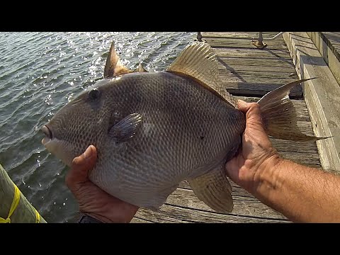 BIG TRIGGER FISH - Long Island Pier fishing - Late Summer TRIGGERFISH (SURF TRIGGERS)