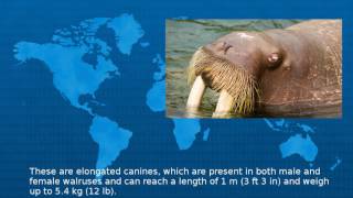 Walrus  - Wiki