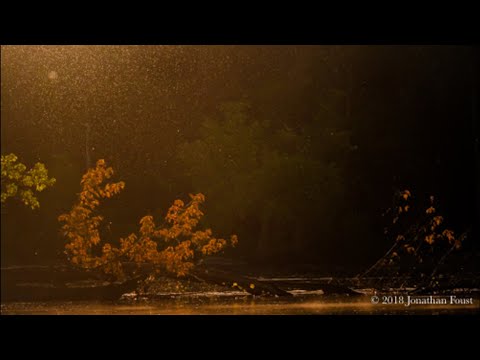 Meditation:  Opening to Effortless Presence (29 minutes) with Jonathan Foust