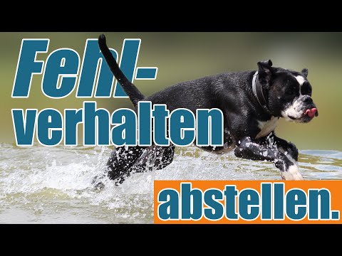 Fehlverhalten deines Hundes abstellen - SO geht es richtig!