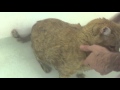 Ernie Gets In The Bathtub
